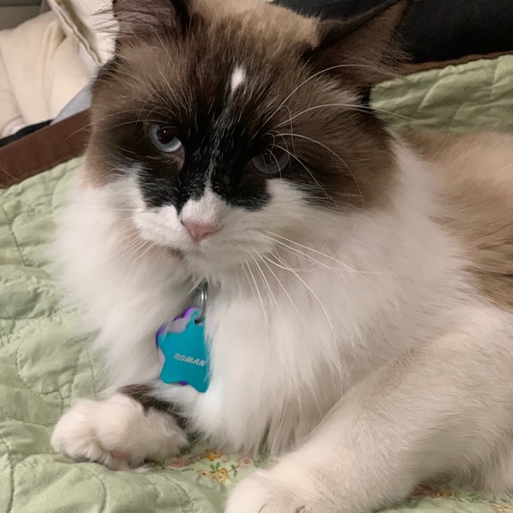 Pet-Friendly Home! - Picture 6 of 7